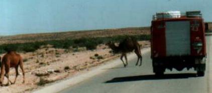 Libyen Kamele kreuzen
