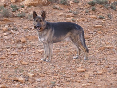 marokko  Anti Atlas Wolfi