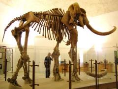 Abruzzen L'Aquilla  Museo Mammut