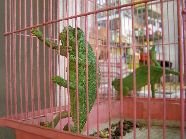 Marokko Meknes MedinaLeguan