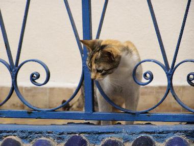 Marokko Essaouira Hotel Riad Jemalhi