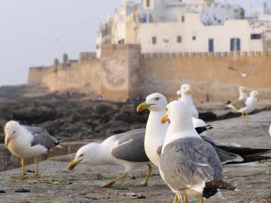 Marokko Essaouira Hafen