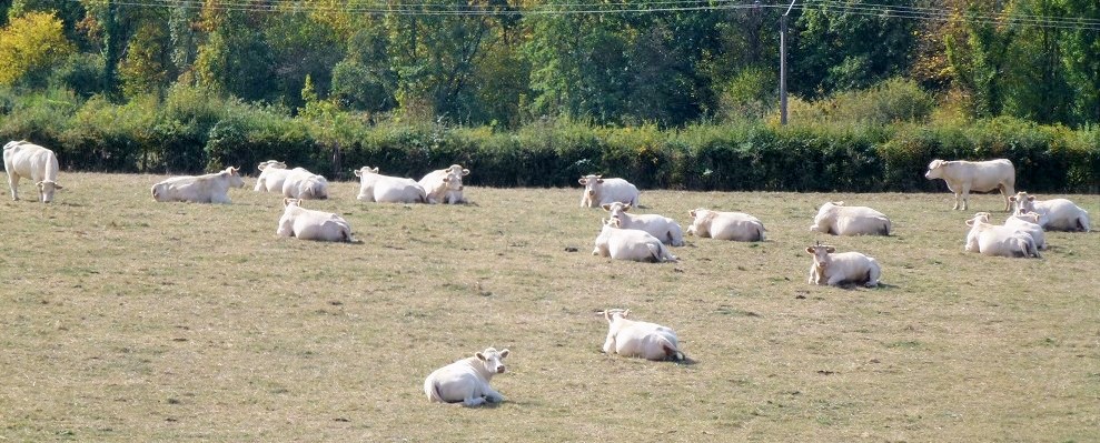 31 Weiße Kühe Herde