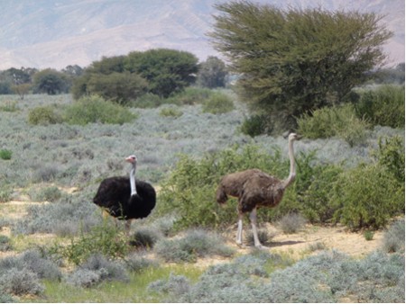 Tunesien  Jebel Haddge NP