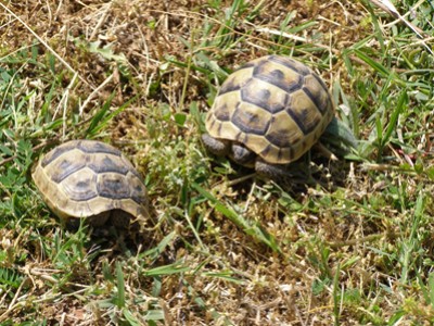 Griechenland Feres Schildkröten