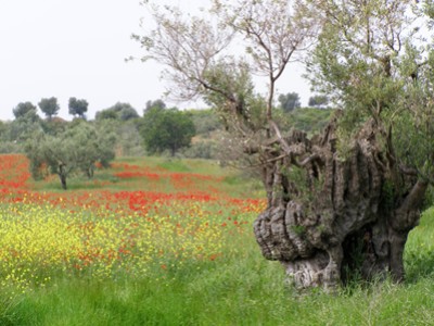 Griechenland Chalkidike Olivenbaum