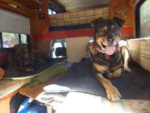 Camper mit Hunden