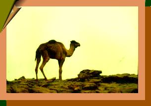 Libyen Kamel in Hamada (A.Gutsche)