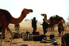 Niger Tnr Tuareg